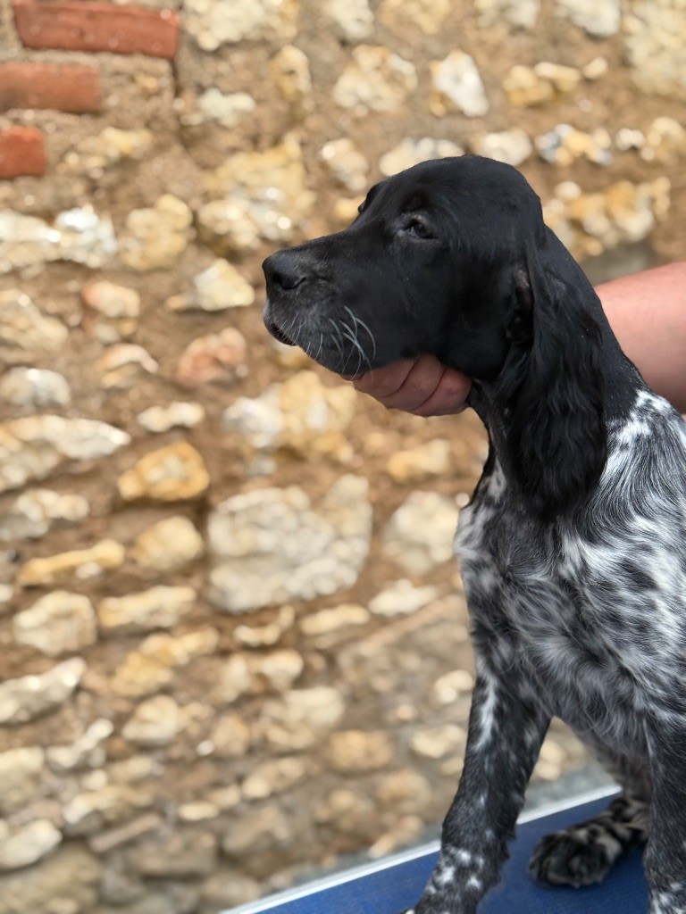 Arthus (Sans Affixe)