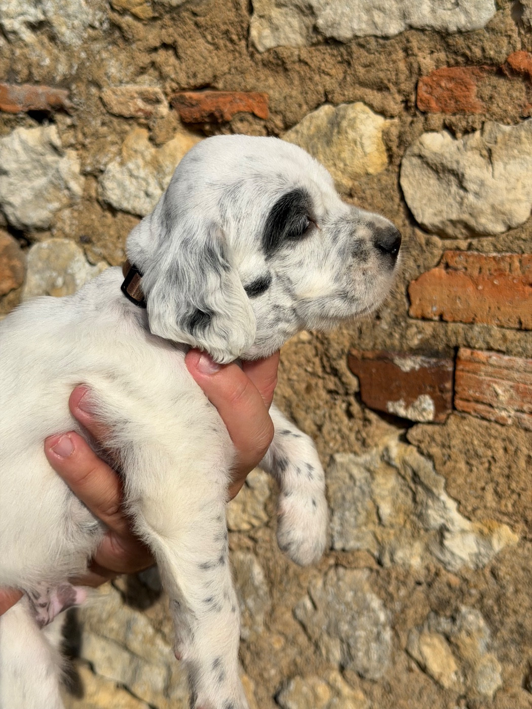 Du Fief Du Vent - Chiots disponibles - Setter Anglais