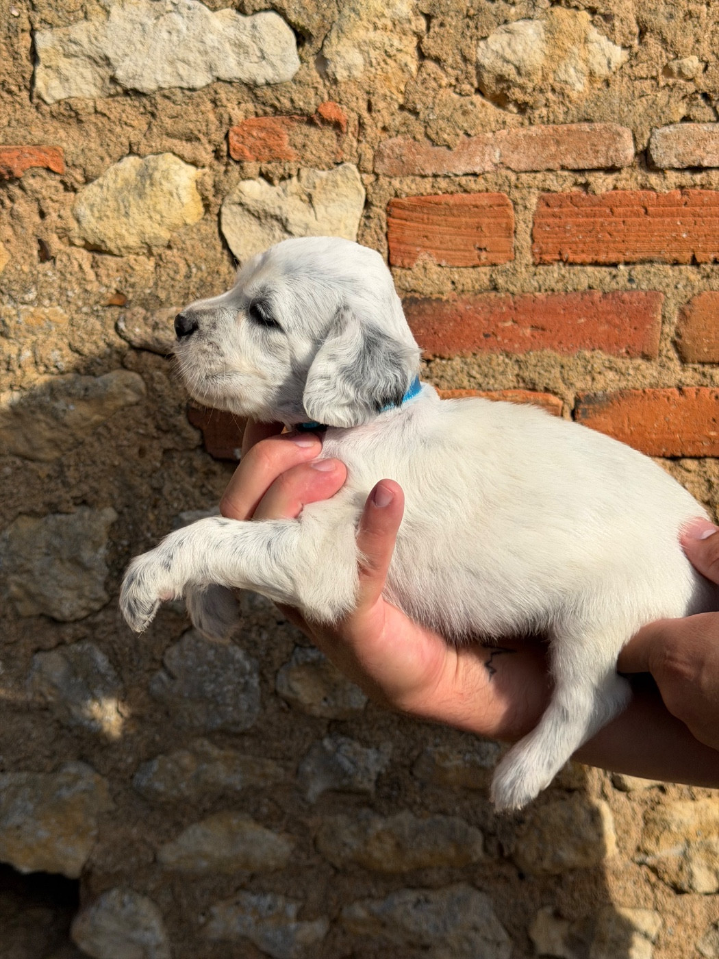Du Fief Du Vent - Chiots disponibles - Setter Anglais