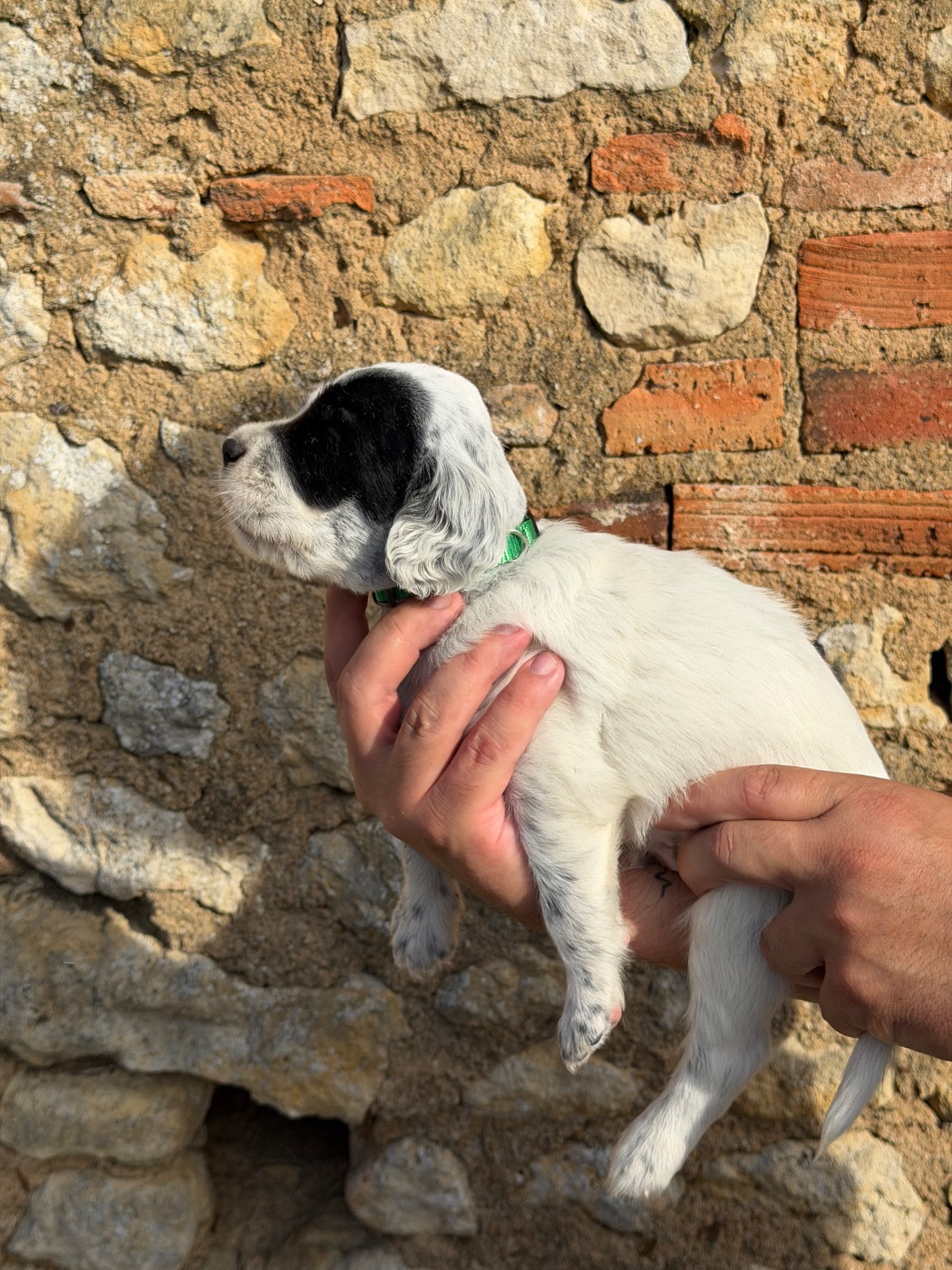 Du Fief Du Vent - Chiots disponibles - Setter Anglais