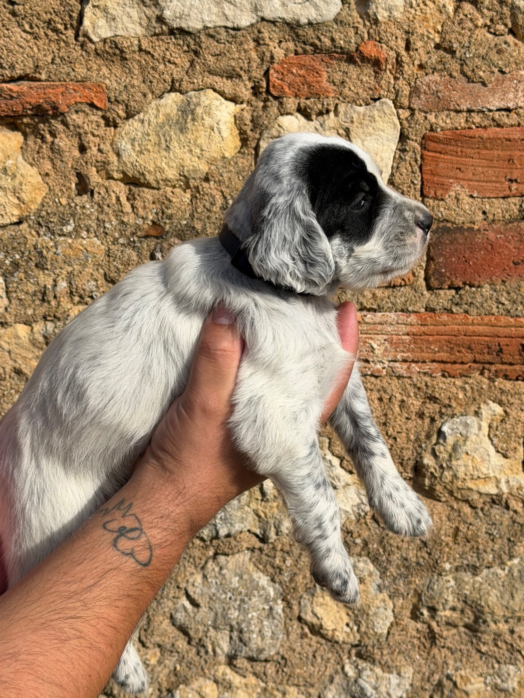 Du Fief Du Vent - Chiots disponibles - Setter Anglais