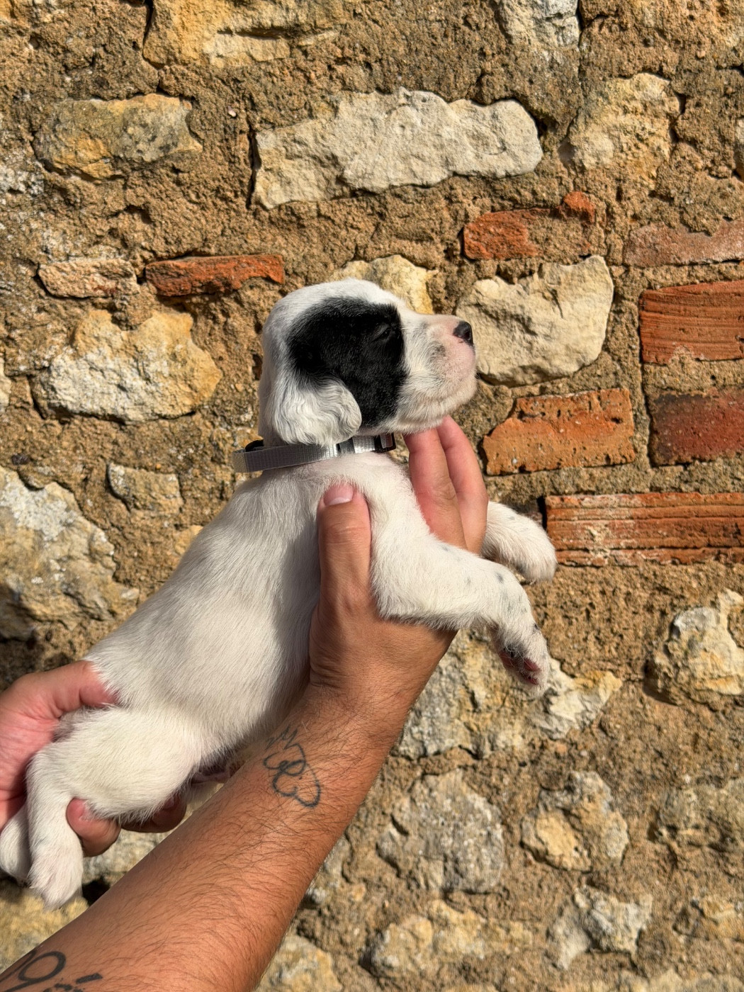 Du Fief Du Vent - Chiots disponibles - Setter Anglais