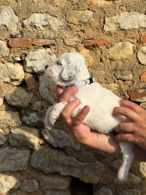 CHIOT 7