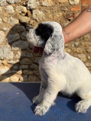 CHIOT 5