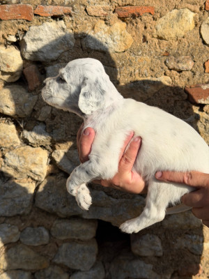 CHIOT 2
