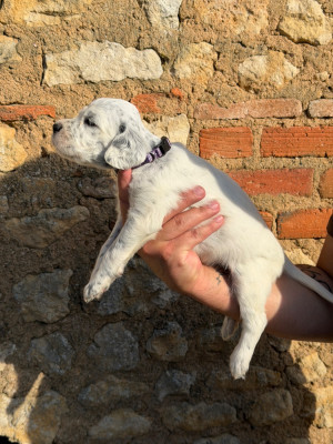 CHIOT 1